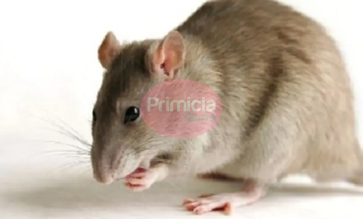 leptospirosis (1)