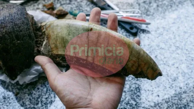toxodon-mar-del-plata1jpg