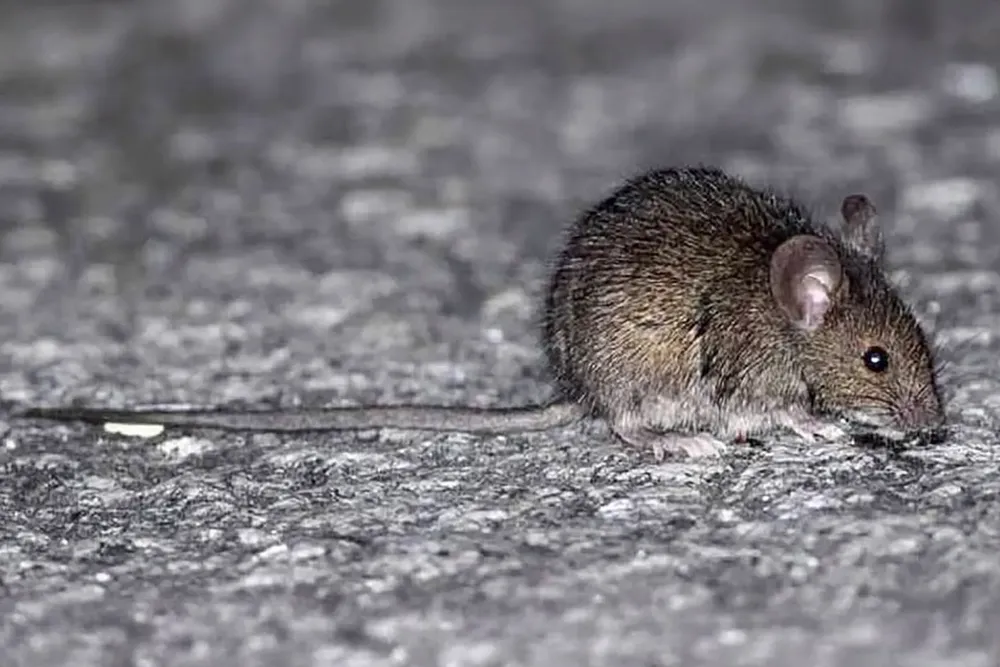 raton-1