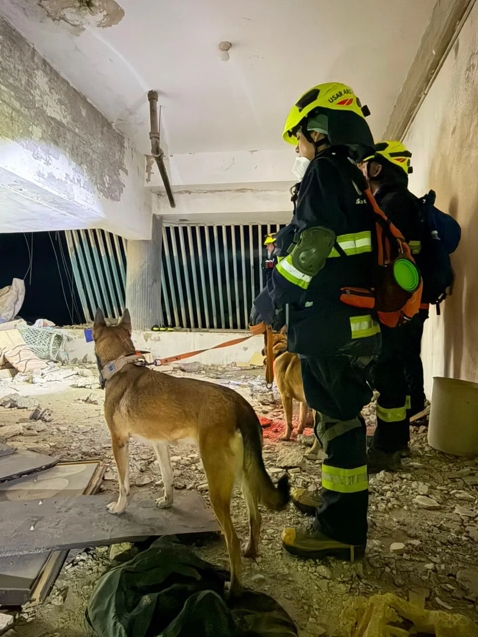 Perro en venezuela