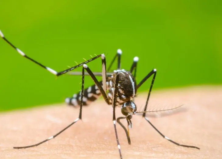 26534-dengue3
