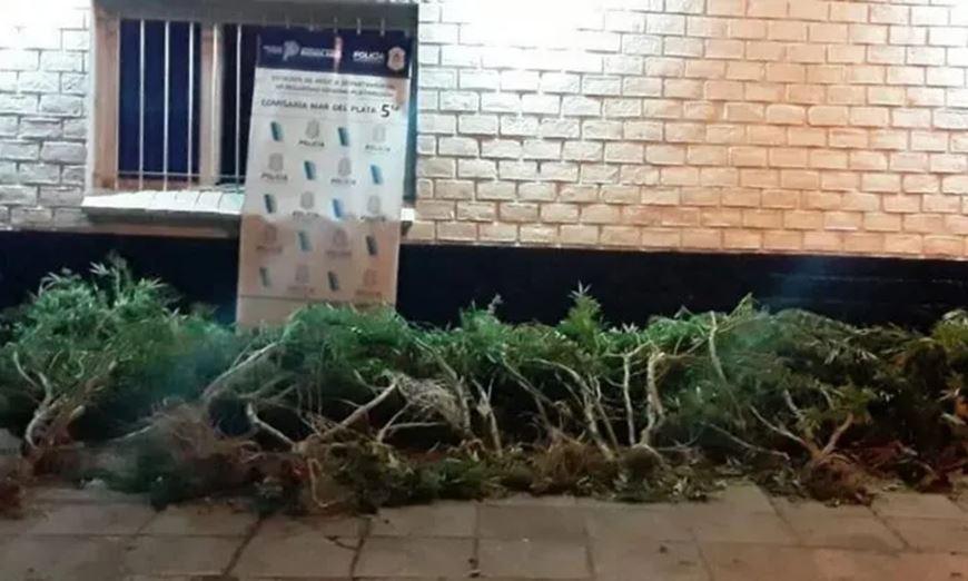17-plantas