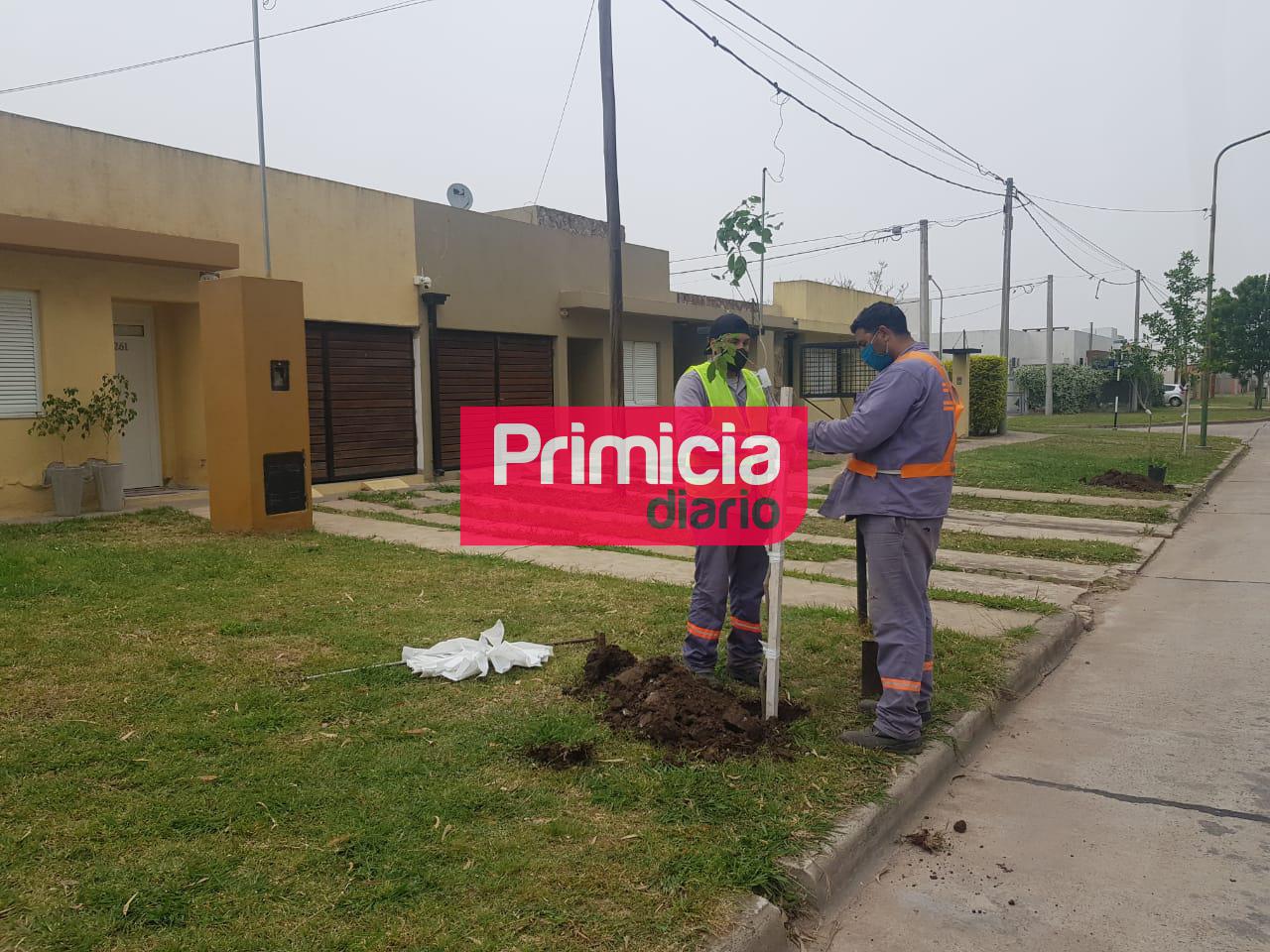 Arboles en mi vereda