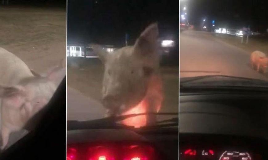 0-chancho
