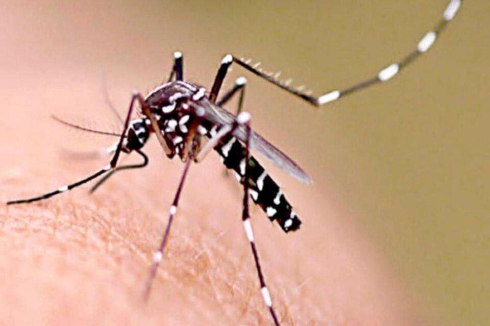 dengue (1)