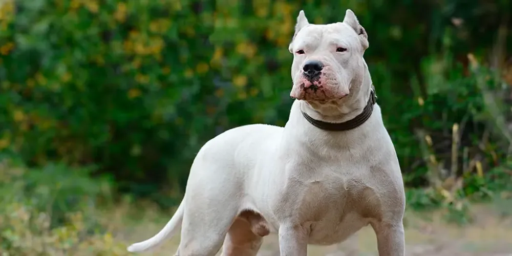 Dogo Argentino (1)