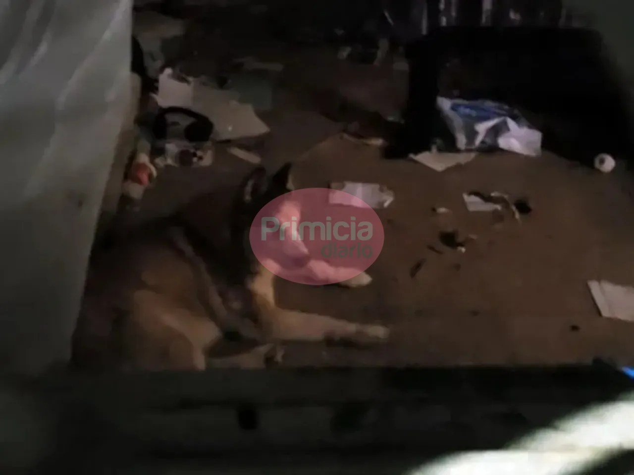 Perro abandonado (1)