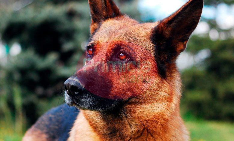 perro-de-raza-pastor-aleman-780x470